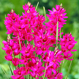 PACK BULBOS DE IXIAS MABEL