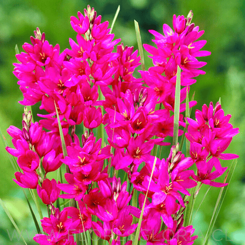 PACK BULBOS DE IXIAS MABEL