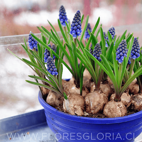 PACK BULBOS DE MUSCARIS AZUL 