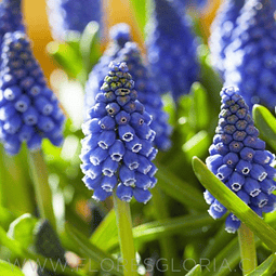 PACK BULBOS DE MUSCARIS AZUL 