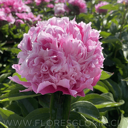 RAIZ DE PEONIA LADY ANNA