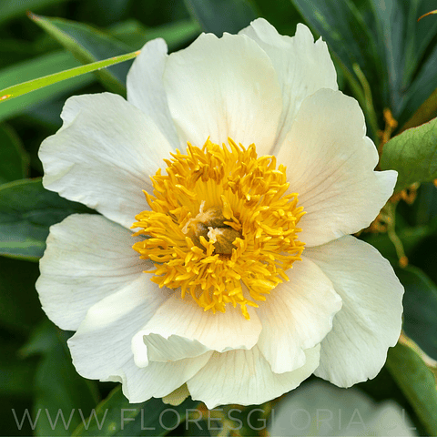RAIZ DE PEONIA STARLIGHT