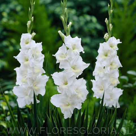 PACK DE GLADIOLOS ENANOS SUMMER BRIDE