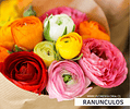 PACK BULBOS DE RANUNCULOS MIX