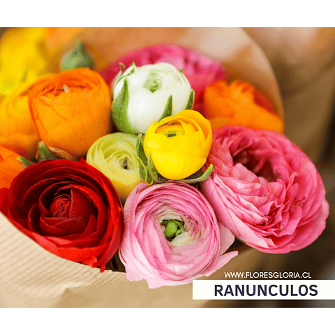 PACK BULBOS DE RANUNCULOS MIX