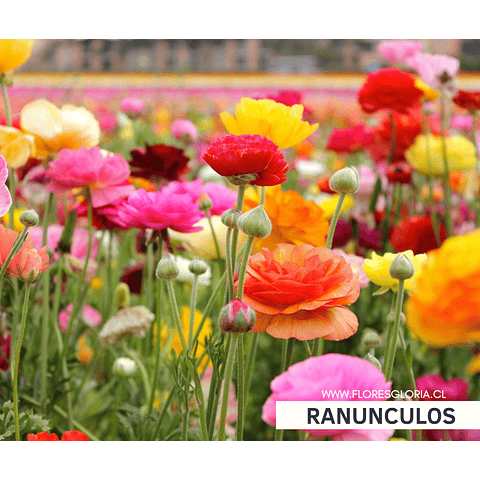 PACK BULBOS DE RANUNCULOS MIX