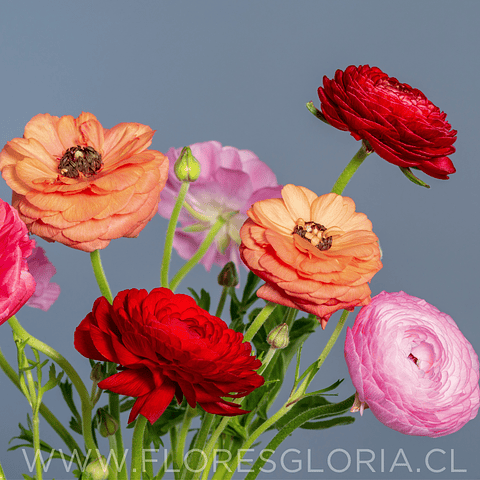 PACK BULBOS DE RANUNCULOS MIX