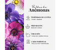 PACK BULBOS DE ANEMONAS DE CAEN