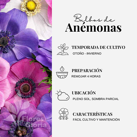 PACK BULBOS DE ANEMONAS DE CAEN