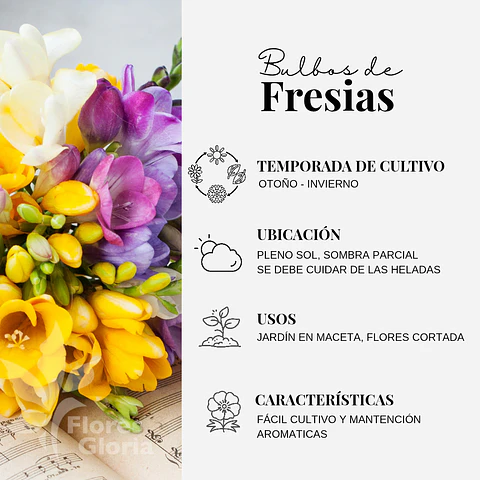 PACK FRESIAS BLANCAS 