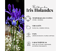 PACK DE IRIS HOLANDICA AUTUMN PRINCESS