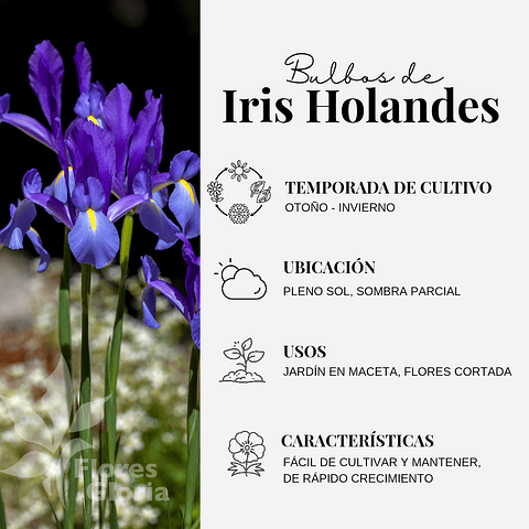 PACK DE IRIS HOLANDICA AUTUMN PRINCESS