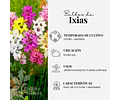 PACK BULBOS DE IXIAS MIX