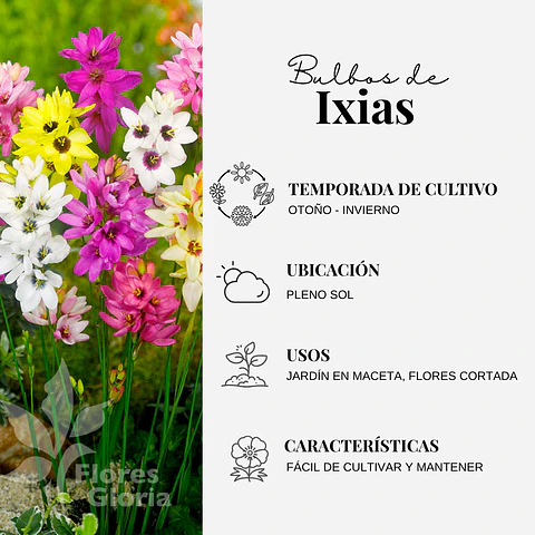 PACK BULBOS DE IXIAS MIX