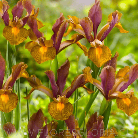 PACK DE IRIS HOLANDICA BRONZE PERFECTION