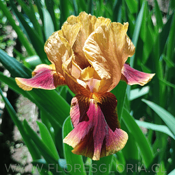 RIZOMA DE IRIS GERMANICO APACHE WARRIOR