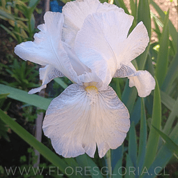 RIZOMA DE IRIS GERMANICA ENGLISH COTTAGE