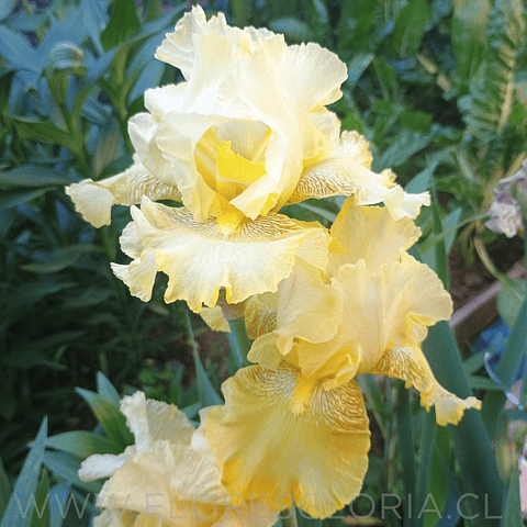 RIZOMA DE IRIS GERMANICA SUMMER OLYMPICS