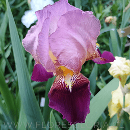 RIZOMA DE IRIS GERMANICA WINE AND ROSES 