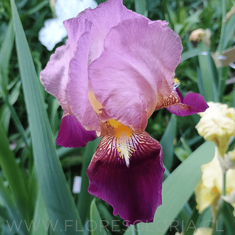 RIZOMA DE IRIS GERMANICA WINE AND ROSES 