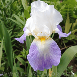 RIZOMA DE IRIS GERMANICA MISSION RIDGE 