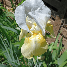 RIZOMA DE IRIS GERMANICA PINNACLE