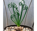BULBO DE ALBUCA SPIRALIS