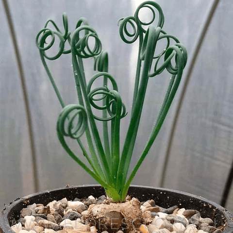 BULBO DE ALBUCA SPIRALIS