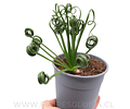 BULBO DE ALBUCA SPIRALIS