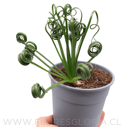 BULBO DE ALBUCA SPIRALIS