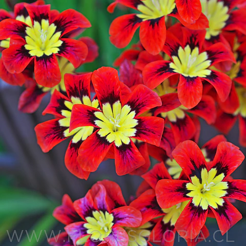 Caja especial DIA DE LA MADRE 💕