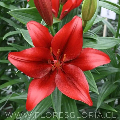 Caja especial DIA DE LA MADRE #2 💕