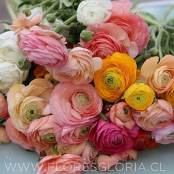 PACK BULBOS DE RANUNCULOS DOBLES MIX