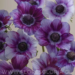 PACK BULBOS DE ANEMONAS MISTRAL TIGRE WINE