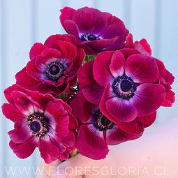 PACK BULBOS DE ANEMONAS MISTRAL PLUS GRAPE