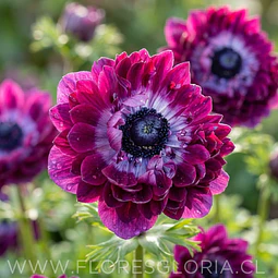 PACK BULBOS DE ANEMONAS LEVANTE WINE