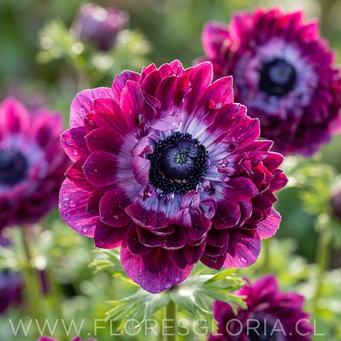 PACK BULBOS DE ANEMONAS LEVANTE WINE