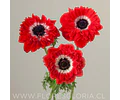 PACK BULBOS DE ANEMONAS LEVANTE ROSSO