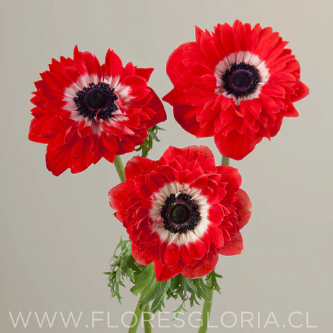 PACK BULBOS DE ANEMONAS LEVANTE ROSSO