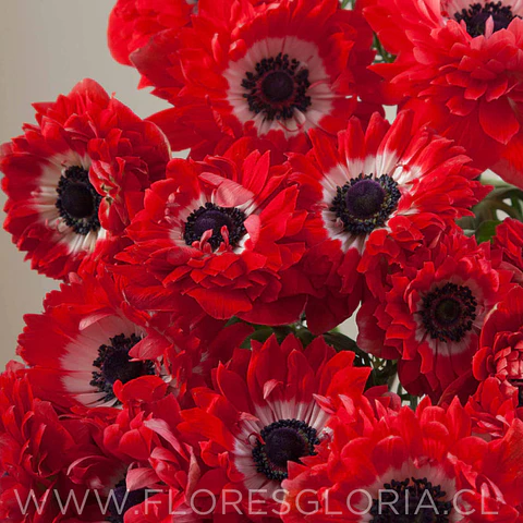 PACK BULBOS DE ANEMONAS LEVANTE ROSSO