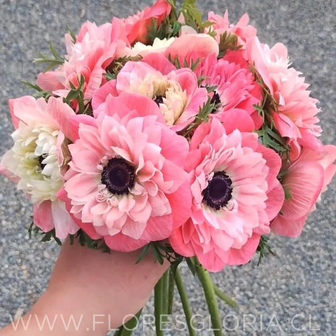 PACK BULBOS DE ANEMONAS LEVANTE ROSA CHIARO