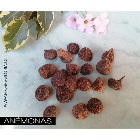 PACK BULBOS DE ANEMONAS LEVANTE ROSA