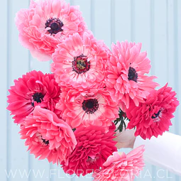 PACK BULBOS DE ANEMONAS LEVANTE ROSA