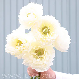 PACK BULBOS DE ANEMONAS LEVANTE BIANCO