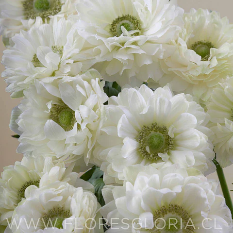 PACK BULBOS DE ANEMONAS LEVANTE BIANCO