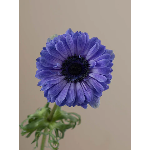 PACK BULBOS DE ANEMONAS LEVANTE BLU