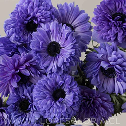 PACK BULBOS DE ANEMONAS LEVANTE BLU