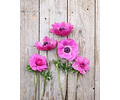 PACK BULBOS DE ANEMONAS LEVANTE FUCSIA