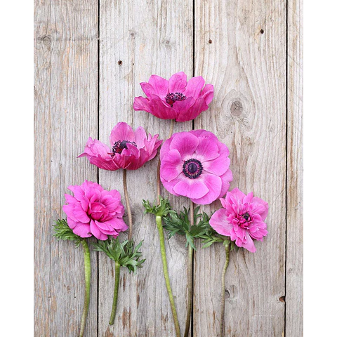 PACK BULBOS DE ANEMONAS LEVANTE FUCSIA