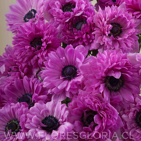 PACK BULBOS DE ANEMONAS LEVANTE FUCSIA